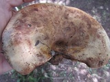 Paxillus vernalis image