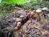 Psilocybe coprophila image