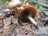 Psilocybe coprophila image