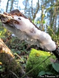 Exidiopsis effusa image