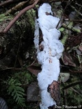 Exidiopsis effusa image