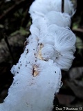 Exidiopsis effusa image