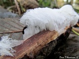Exidiopsis effusa image