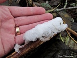 Exidiopsis effusa image