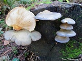 Sarcomyxa serotina image