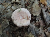 Lactarius subpurpureus image