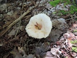 Lactarius pubescens image