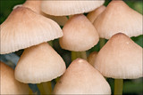 Mycena renati image