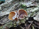 Peziza repanda image
