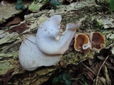 Peziza repanda image