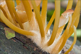 Mycena renati image