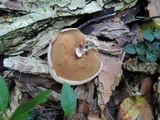Peziza repanda image