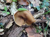 Peziza repanda image