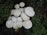 Hypsizygus marmoreus image