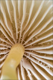 Mycena renati image