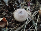 Lactarius vietus image