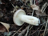 Lactarius vietus image