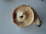 Lactarius vietus image