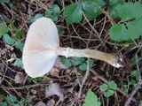 Armillaria solidipes image