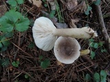 Lactarius mucidus image