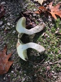 Boletus pallidus image