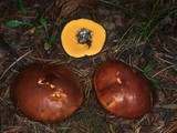 Suillus brevipes image