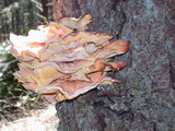 Laetiporus conifericola image