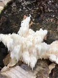 Hericium americanum image