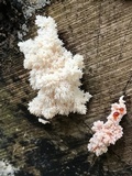 Hericium americanum image