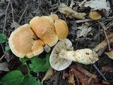 Cortinarius triumphans image