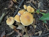 Cortinarius triumphans image