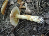 Cortinarius triumphans image