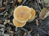 Cortinarius triumphans image