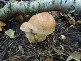 Cortinarius triumphans image