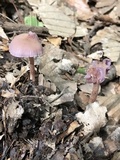 Laccaria amethystina image