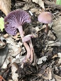 Laccaria amethystina image