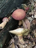 Suillus spraguei image