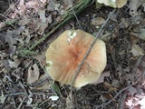 Boletus chippewaensis image