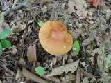 Boletus chippewaensis image