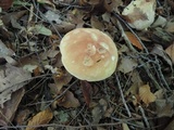 Boletus chippewaensis image