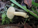 Lactarius scrobiculatus var. pubescens image