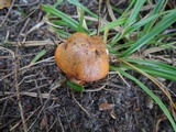 Tricholoma aurantium image