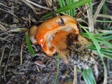 Tricholoma aurantium image