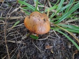 Tricholoma aurantium image