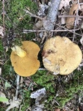 Suillus subaureus image