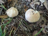Boletus pallidus image