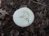 Agaricus silvicola image