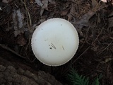 Agaricus silvicola image