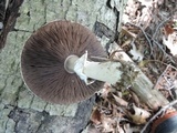 Agaricus silvicola image