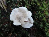Tricholoma scalpturatum image